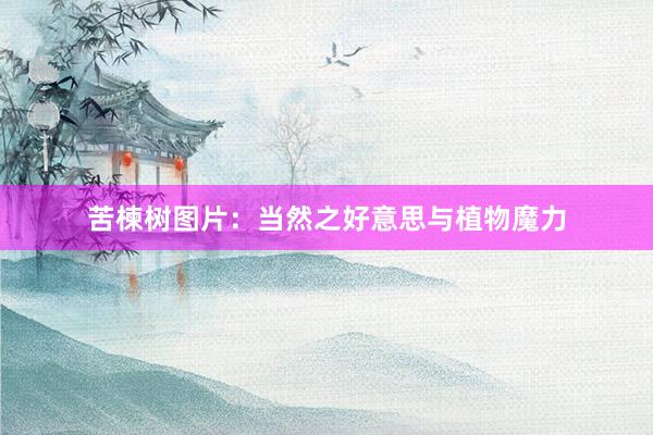 苦楝树图片：当然之好意思与植物魔力